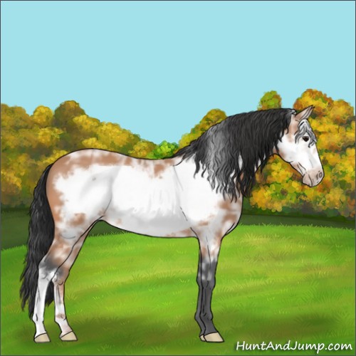 Horse Color:Bay Ice Frame 