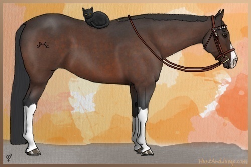 Horse Color:Bay Roan 