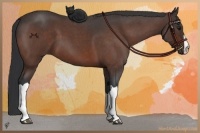 Horse Color:Bay Roan 