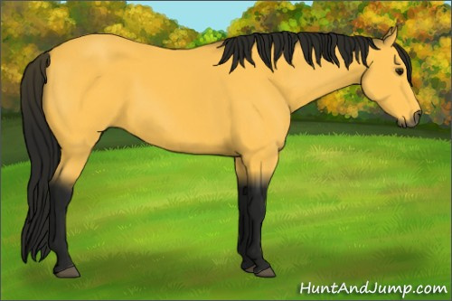 Horse Color:Gray Buckskin