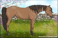 Horse Color:Buckskin 