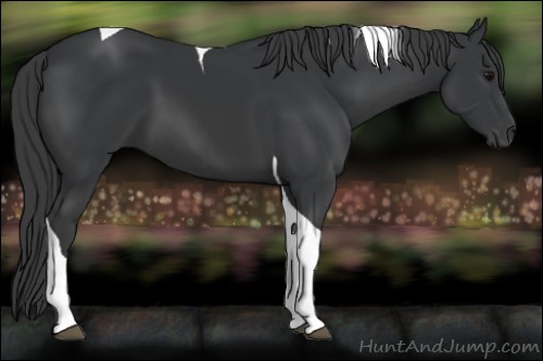 Horse Color:Black Tobiano