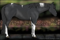 Horse Color:Black Tobiano 