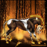 Horse Color:Gray Bay Splash Tobiano 