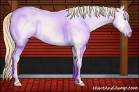 Horse Color:Perlino Dun