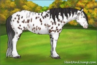 Horse Color:White Spotted Bay Sabino Appaloosa 