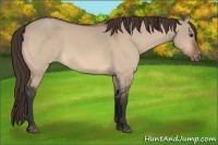 Horse Color:Brown Dun Appaloosa 