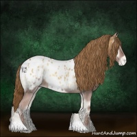 Horse Color:Red Onyx Appaloosa 