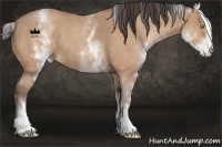 Horse Color:White Spotted Amber Champagne
