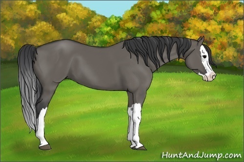 Horse Color:Grullo Splash