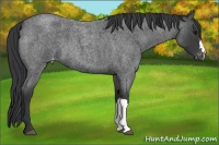 Horse Color:Blue Roan Appaloosa 