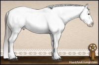 Horse Color:Liver Chestnut Sabino Splash Appaloosa and Liver Chestnut Sabino Splash Appaloosa