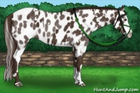 Horse Color:Liver Chestnut Sabino Splash Appaloosa  and Liver Red Roan Splash Appaloosa 