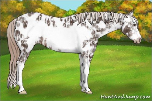 Horse Color:Liver Chestnut Sabino Splash Appaloosa  and Liver Chestnut Sabino Splash Frame Appaloosa 