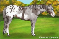 Horse Color:Liver Chestnut Sabino Splash Appaloosa and Liver Chestnut Sabino Splash Frame Appaloosa