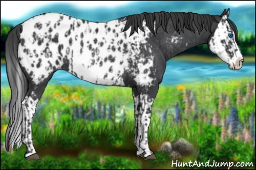 Horse Color:Black Sabino Splash Appaloosa  and Black Sabino Splash Appaloosa Rabicano 