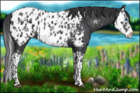 Horse Color:Black Sabino Splash Near Leopard  and Black Sabino Splash Near Leopard Rabicano 