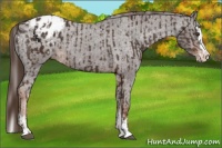 Horse Color:Liver Chestnut Sabino Splash Appaloosa  and Liver Chestnut Sabino Splash Appaloosa 
