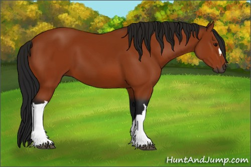 Horse Color:Gray Bay 