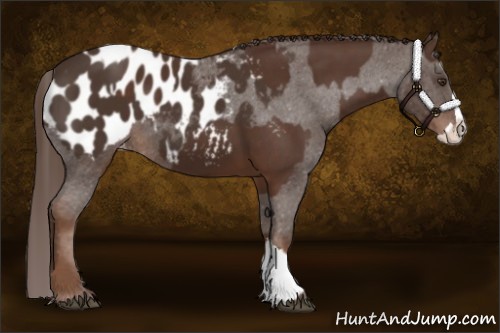 Horse Color:Liver Chestnut Sabino Splash Appaloosa  and Liver Chestnut Sabino Splash Appaloosa 