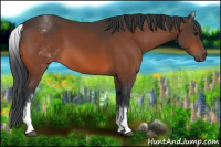 Horse Color:White Spotted Bay 