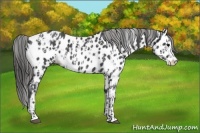 Horse Color:Blue Roan Sabino Splash Near Leopard  and Blue Roan Sabino Splash Near Leopard 