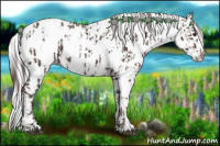 Horse Color:Liver Chestnut Sabino Splash Appaloosa  and Gray Liver Chestnut Sabino Splash Appaloosa 