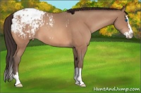 Horse Color:Sable Champagne Sabino Splash Appaloosa  and Sable Champagne Sabino Splash Appaloosa 