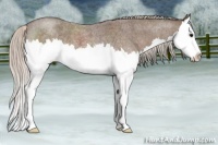 Horse Color:Silver Blue Roan Splash 