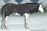 Horse Color:Blue Roan Splash 
