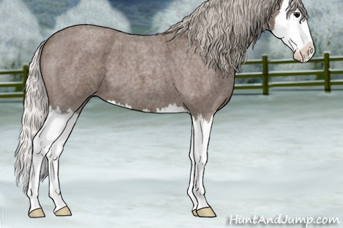 Horse Color:Silver Blue Roan Splash 