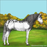 Horse Color:Black Splash Frame  and Black Splash Frame Blanket 