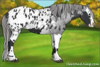 Horse Color:Black Sabino Splash Appaloosa  and Black Sabino Splash Appaloosa 
