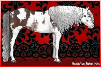 Horse Color:Brown Sabino Splash Appaloosa and Buckskin Sabino Splash Appaloosa