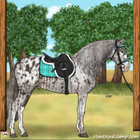 Horse Color:Liver Chestnut Appaloosa  and Liver Chestnut Splash Appaloosa 