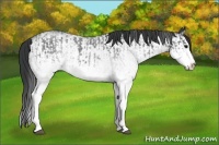 Horse Color:White Spotted Blue Roan Rabicano  and White Spotted Blue Roan Splash Rabicano 