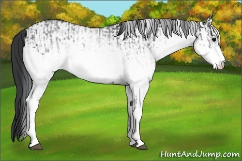 Horse Color:Unknown 