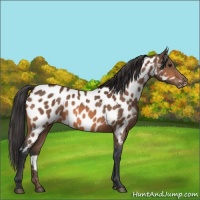 Horse Color:Bay Appaloosa