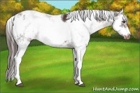 Horse Color:Liver Chestnut Sabino Splash Appaloosa  and Liver Chestnut Sabino Splash Frame Appaloosa 