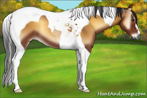 Horse Color:Gray Bay Onyx Tobiano