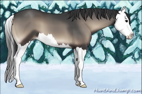 Horse Color:Blue Onyx Splash 