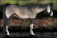 Horse Color:Blue Onyx 