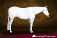 Horse Color:Liver Chestnut Sabino Splash Blanket  and Liver Chestnut Sabino Splash Blanket 