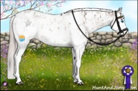Horse Color:Bay Dun Sabino Splash Appaloosa  and Silver Bay Dun Sabino Splash Appaloosa 