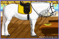 Horse Color:Grullo Roan Appaloosa 