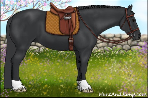Horse Color:Black 