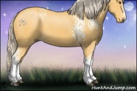 Horse Color:White Spotted Palomino 