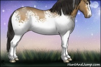 Horse Color:White Spotted Buckskin 