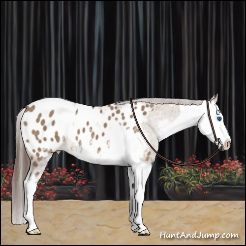 Horse Color:Liver Red Dun Sabino Splash Appaloosa  and Liver Red Dun Sabino Splash Appaloosa 