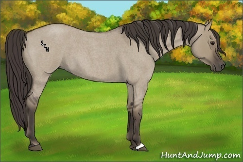 Horse Color:Smoky Grullo Roan 